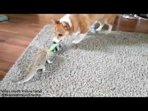 Dog \u0026 bearded dragon tug of war - YouTube