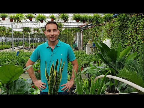 Video: Los mejores lugares para plantas de interior: dónde poner plantas en tu casa