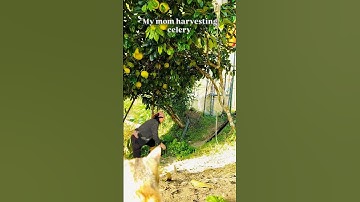 Harvesting Celery #ytshorts #youtube #video #farming #harvest #celery