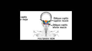Triangles Of Neck Anatomy | Topography of Neck | Neck Muscles Anatomy | Part 2