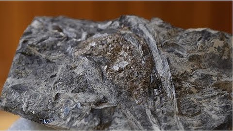 Mineral Monday: with Vera  Ichthyosaur