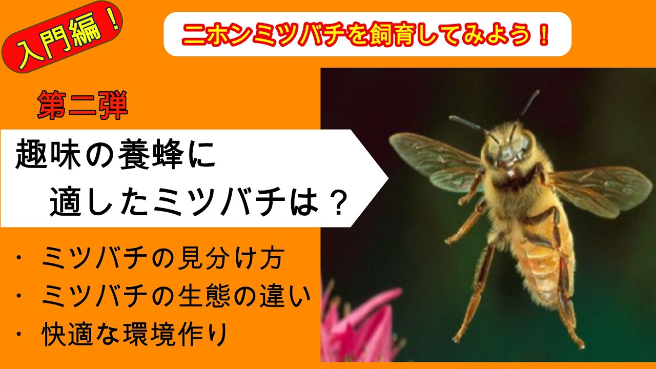 趣味の養蜂 趣味の養蜂に適したミツバチは セイヨウミツバチ ニホンミツバチ Youtube