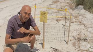 Saving a Species:  Sea Turtles -- Against the Odds (Part 1) | SeaWorld®