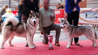 ВСЁ КУПЛЕНО! МЫ на ВЫСТАВКЕ СОБАК / хаски и маламут в ринге выставки