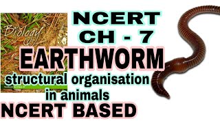 EARTHWORM - Structural Organisation in Animals (Biology) Class 11 Lecture 6 for NEET/AIIMS