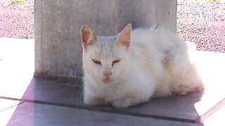 Japan stray cat(Deaf white cat) Close-up photography challenging.