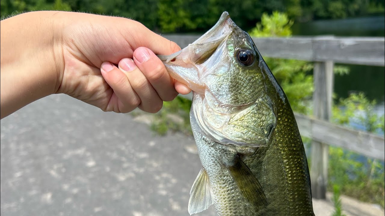 Bass fishing (6 nice bass)