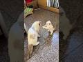 Baby Cat And Mom Chaos Moments
