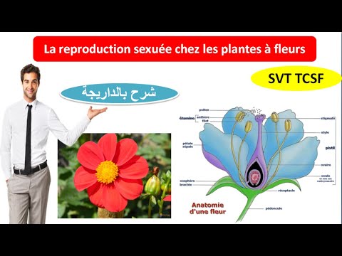 Vidéo: Dans les plantes à graines, les gamètes mâles sont ?