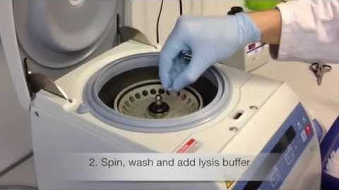 Easy as 1, 2, 3 - GFP-Trap