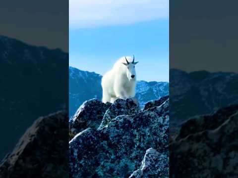 White Yak Walking