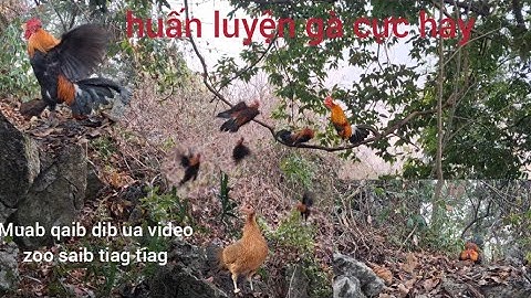 huấn luyện gà rừng mồi cực hay. Muab qaib dib ua video cuab tuaj zoo saib tiag tiag