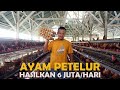 Ternak Ayam Petelur, Hasilkan 6 Juta/Hari