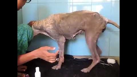 Un cane dalla pelle di "pietra" salvato da Animal AID