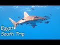 Scuba diving  egypt south  gopro  paralenz
