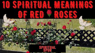 10 Spiritual Meanings Of Red Roses. 10 Spiritual Significance Of Red Roses 2022 Video,