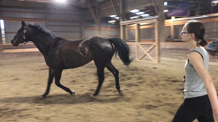 Hobby Free Lunging Left