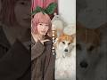 なんか気まずくない?/今日だろう京太郎 パート2 #コーギー #気まずい #tiktok