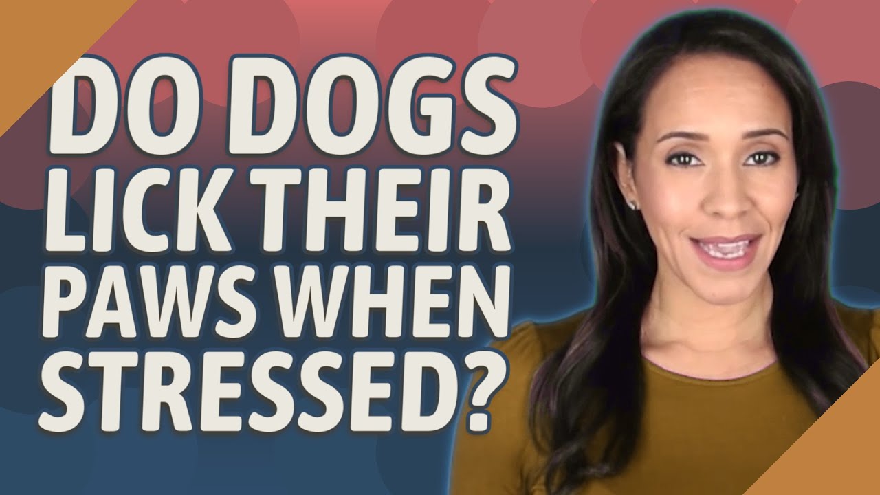 Do Dogs Lick Their Paws When Stressed