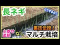 【長ネギ】落とし込みマルチ栽培！※追肥、土寄せ不要！Long onion mulch cultivation