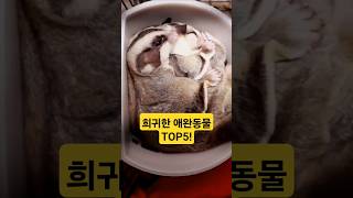 세계에서 가장 희귀한 애완동물 TOP5!#동물 #귀여운 #cute #animals #알고리즘 #lovely