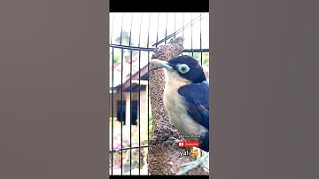 rambatan doraemon gacor #rambatandoraemon #rambatan #kicaumonster #tweet #birds #2023 #birdsounds