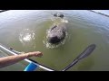 Canoeing With Friendly Manatees & Playful Dolphin in Florida on 4th of July