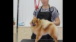 Танец шпица Танец шпица