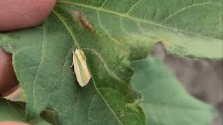 Pests VS Beneficials | Cotton insect pests management | Spotted the Spotted Bollworm Earias vittella