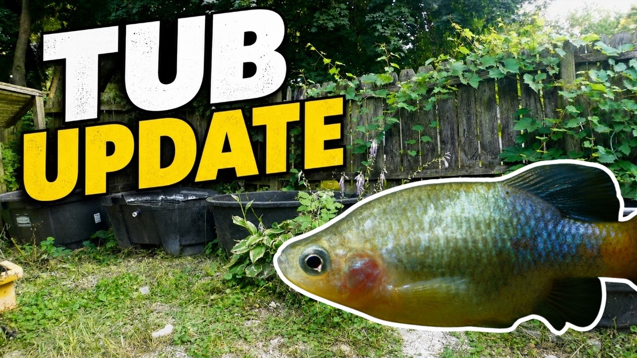2026 Summer Tub Update! New Tubs, Fry and More!!