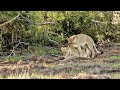 These Lionesses Have a Special Relationship