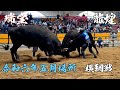 宇和島闘牛 令和六年五月場所 横綱戦 瑞宝 vs 龍煌