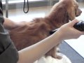 ペット用 大型犬用ドライヤー エアフォースドライヤー 業務用に