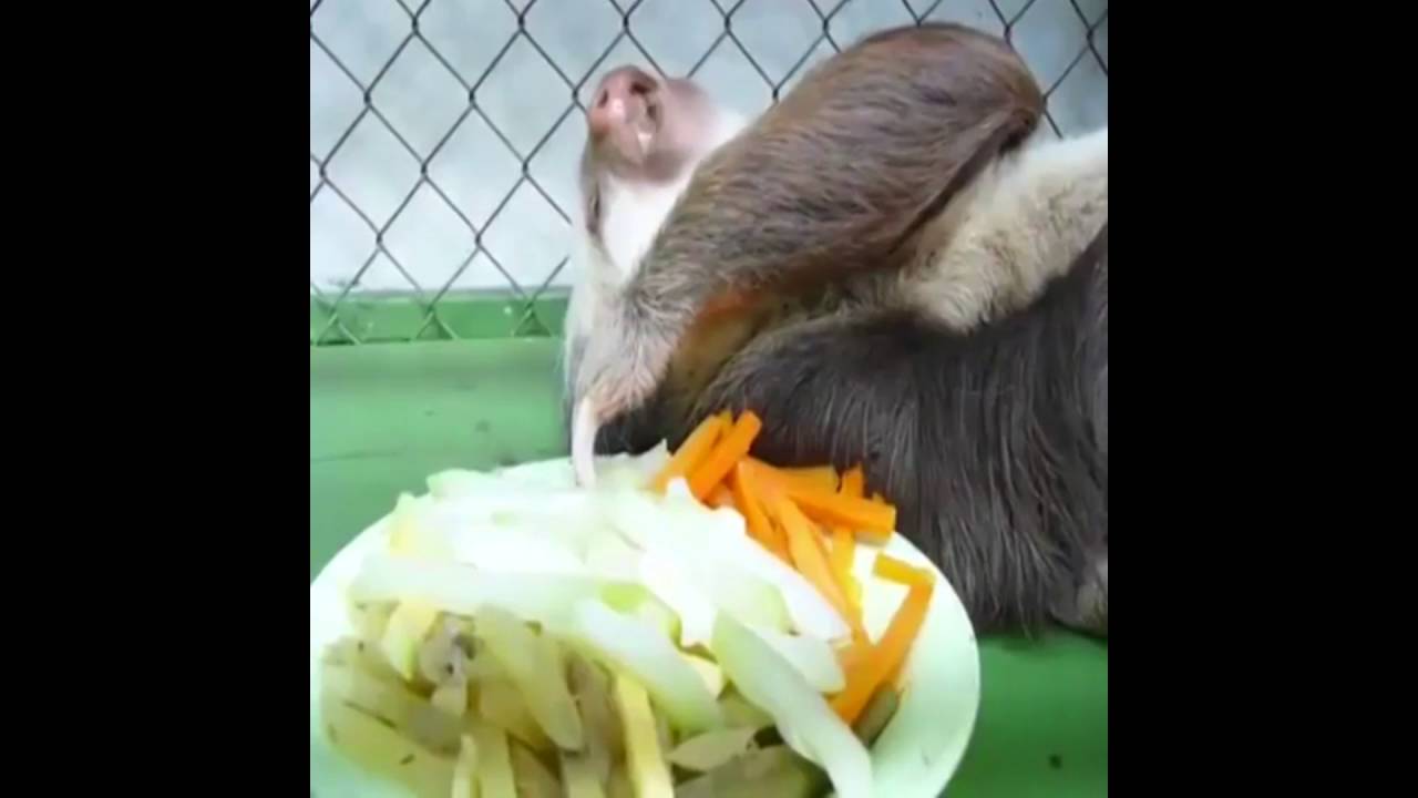 Super cool animals doing crazy omg things funny like psycho 2 YouTube