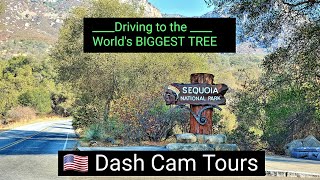 Driving to the Worlds BIGGEST TREE in Sequoia National Park and back. Dash Cam Tours 2020