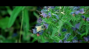 1st Colour grade test on Black Magic Pocket Camera (Davinci Resolve 14)