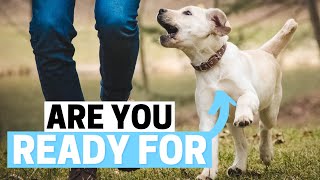6 Questions to Ask Yourself Before Bringing a Labrador Puppy by Labrador Care 963 views 9 months ago 2 minutes, 58 seconds