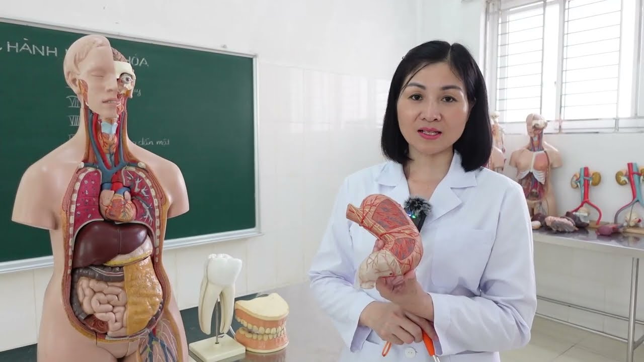 Giải phẫu Hệ Tiêu hóa