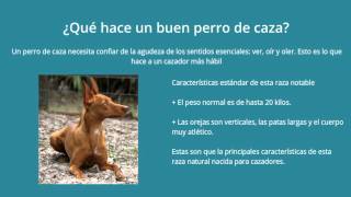 Cuidados de un podenco andaluz