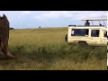 Masai Mara Game Drive with Bamm Tours