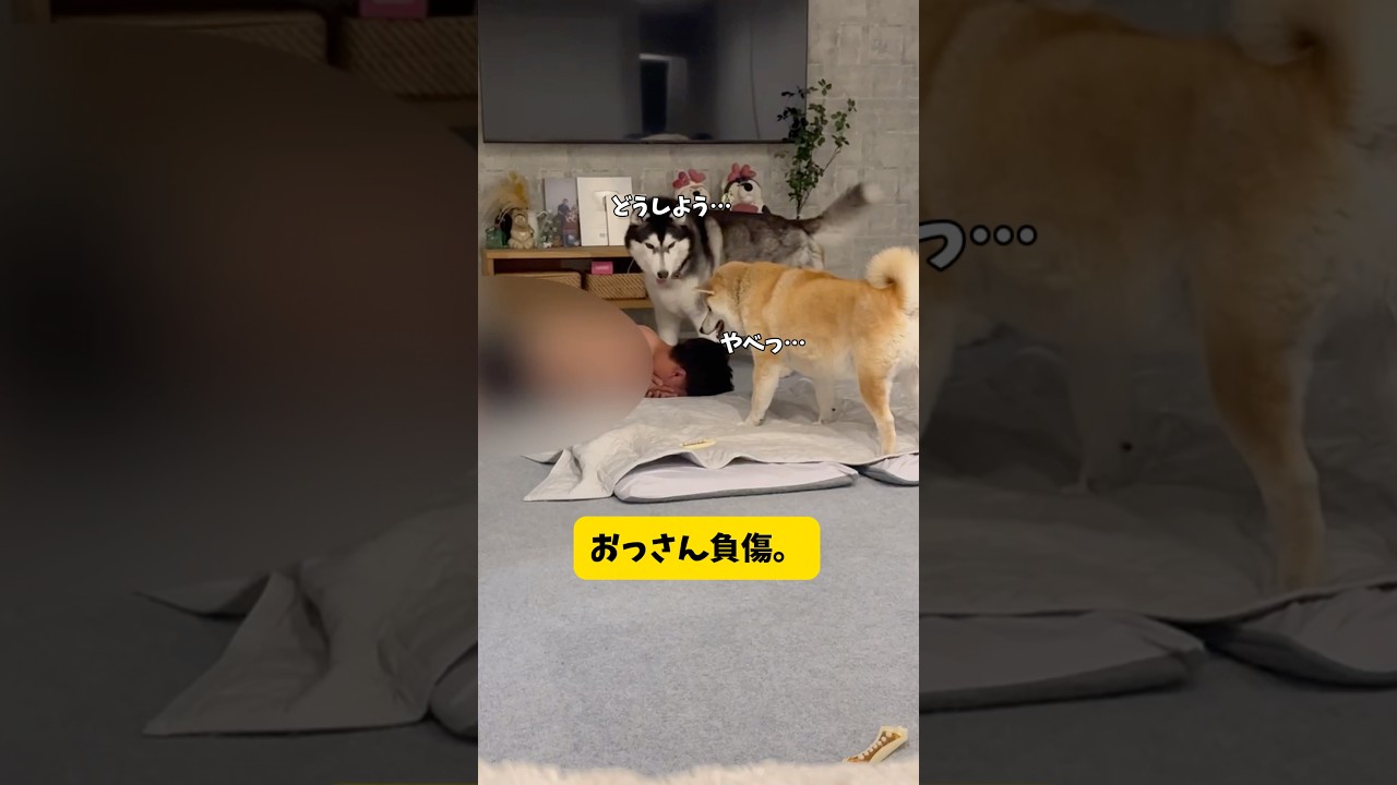 【痛みと快楽】不運続きの男が柴犬と戯れるとこうなる…#柴犬 #シベリアンハスキー#shortvideo