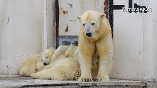 くしゃみでビクッ~Polar Bear cub was surprised by sneezing