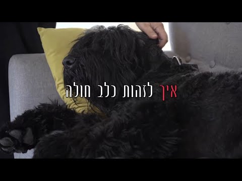 וִידֵאוֹ: תוספי צמחים לא מוסדרים עלולים להזיק לטיפול בסרטן חיית המחמד