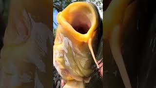 📍KSL NEWS📍 Sorry Lucy! It isn’t water contamination. #utahfishing #fishing #foryoupage #carp #fypシ