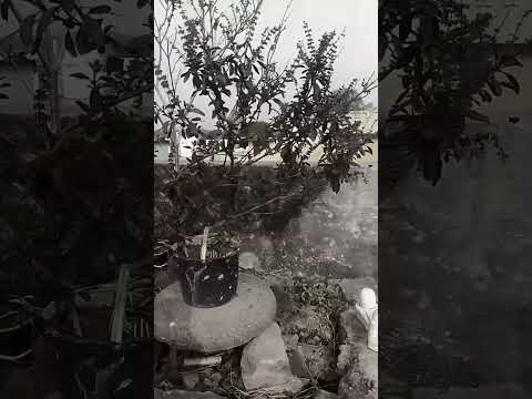 वाह तुहर समाज के नियम 🙏🙏🥹