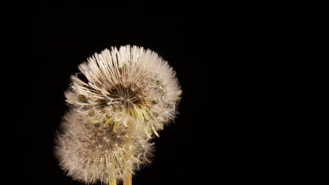 "NaturePedia: Discovering the Wonders of the Nature"