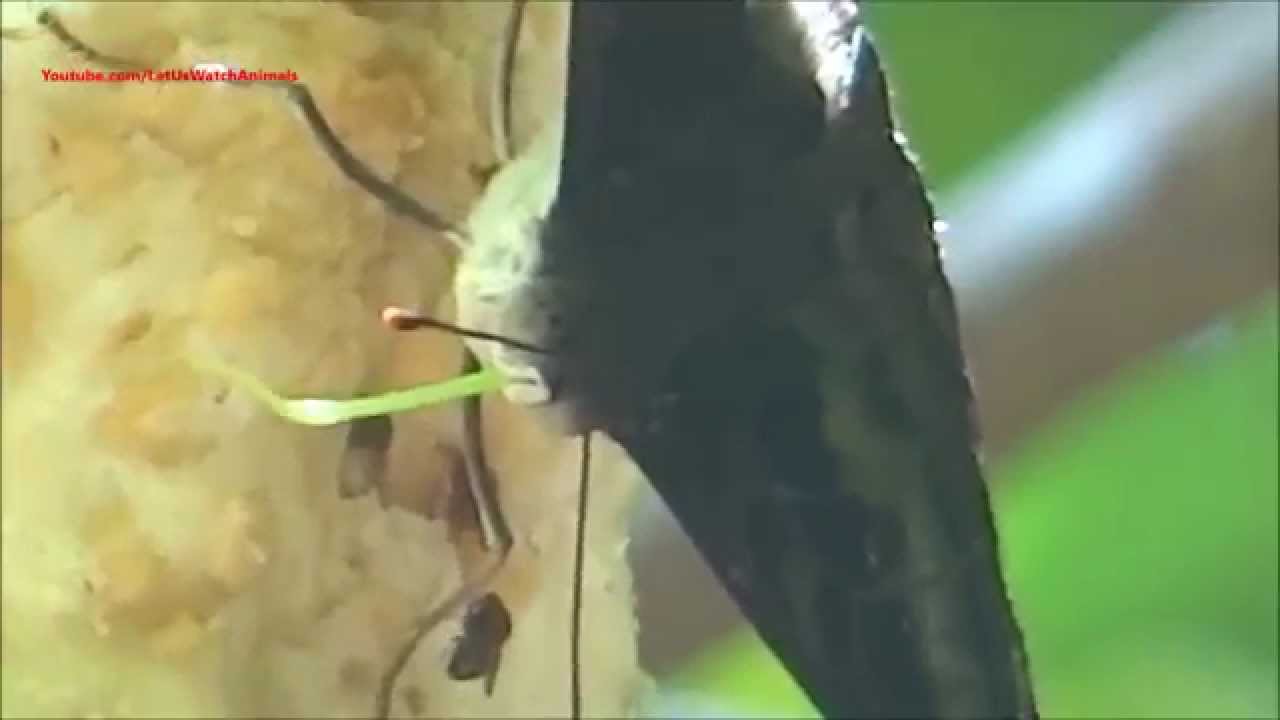 Butterfly feeding on fruits with proboscis