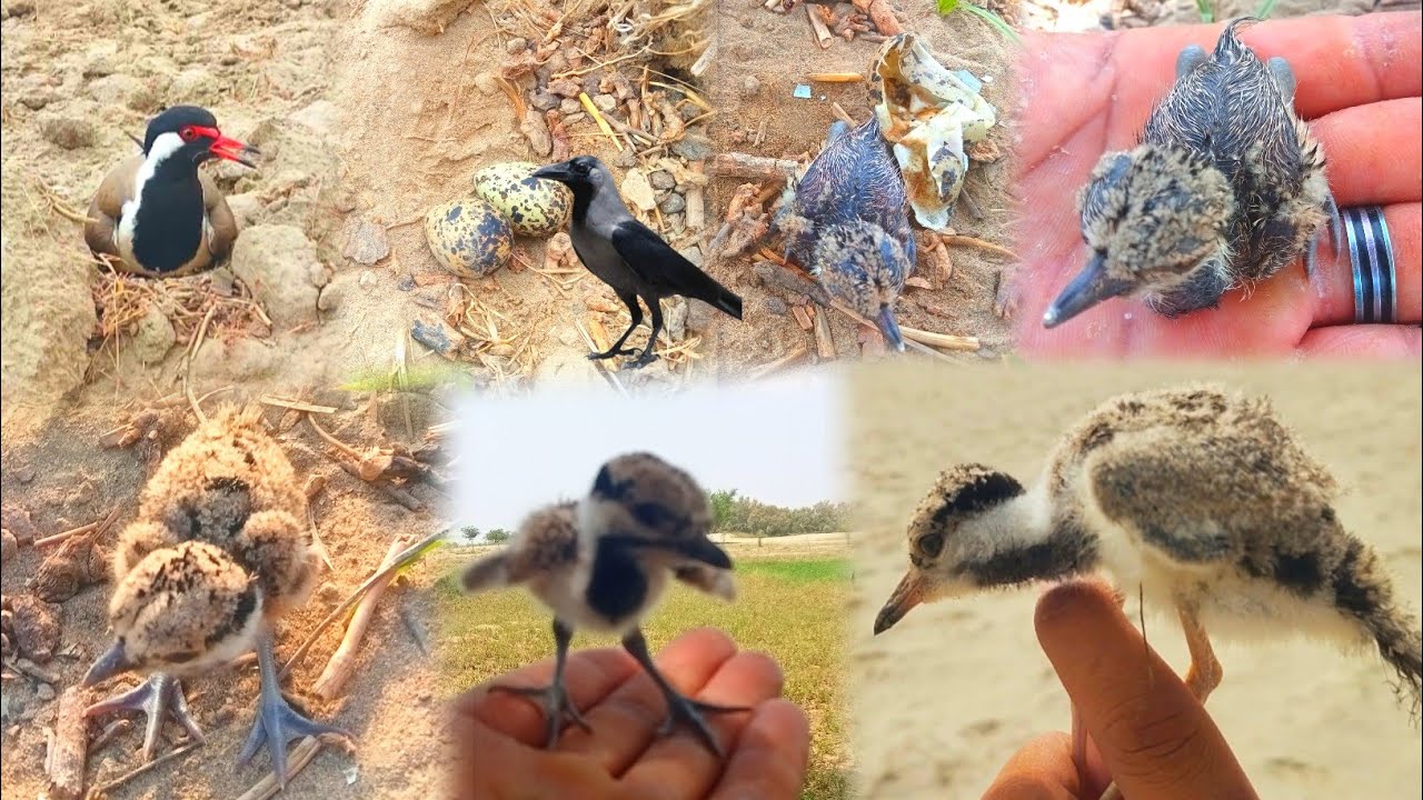 How Red Wattled Lapwing Chick Are Raised A Fascinating Journey | From Hatch To Flight Chick Care 