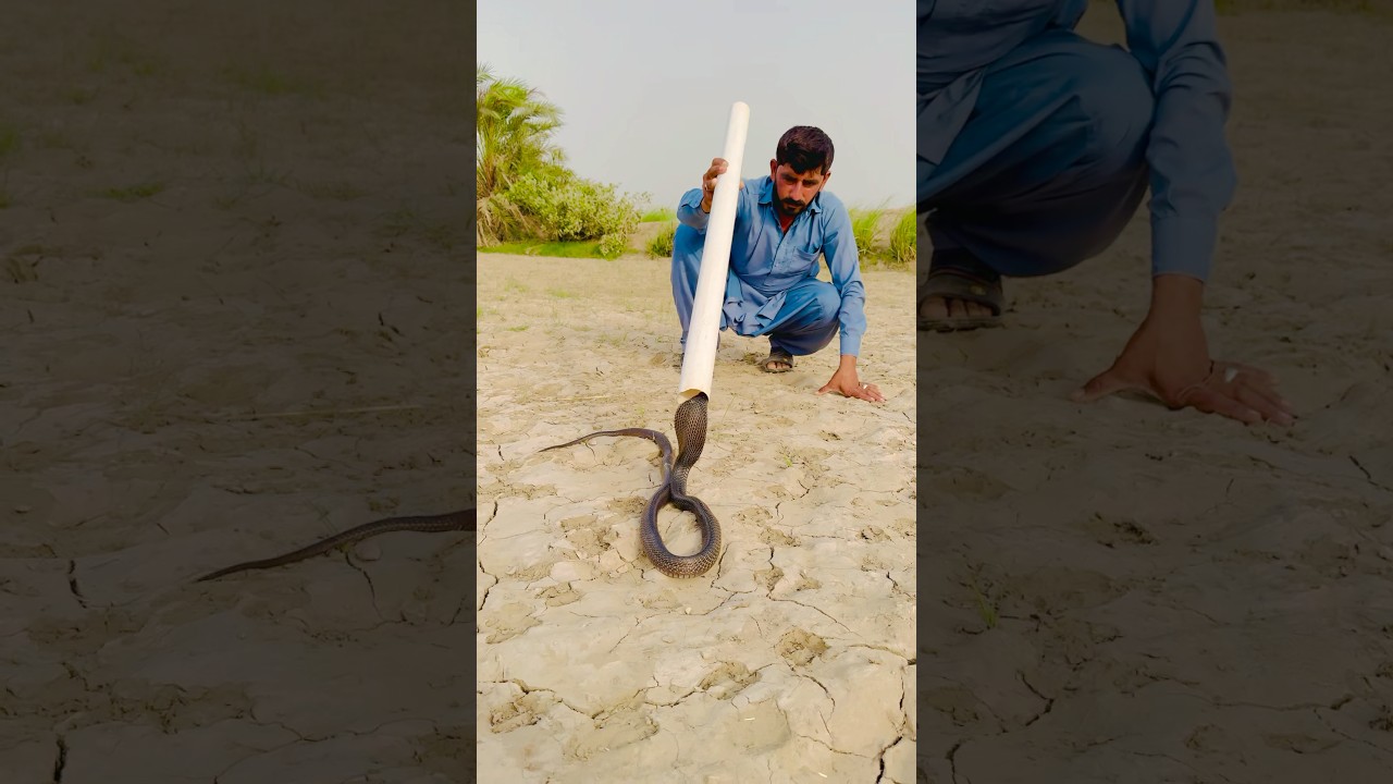 Try to catch a snake with a plastic pipe