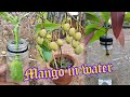 Tips to grow mango tree by water propagation plants garden mango propagation gardeningtips